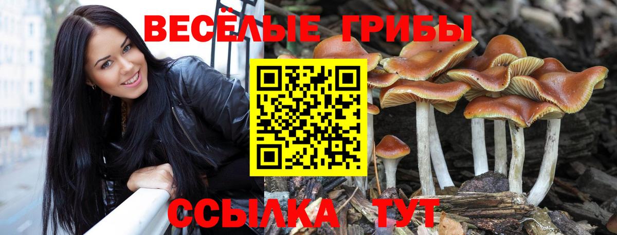 Галлюциногенные грибы Psilocybe Видное